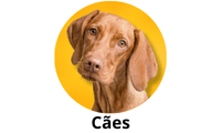 Cães